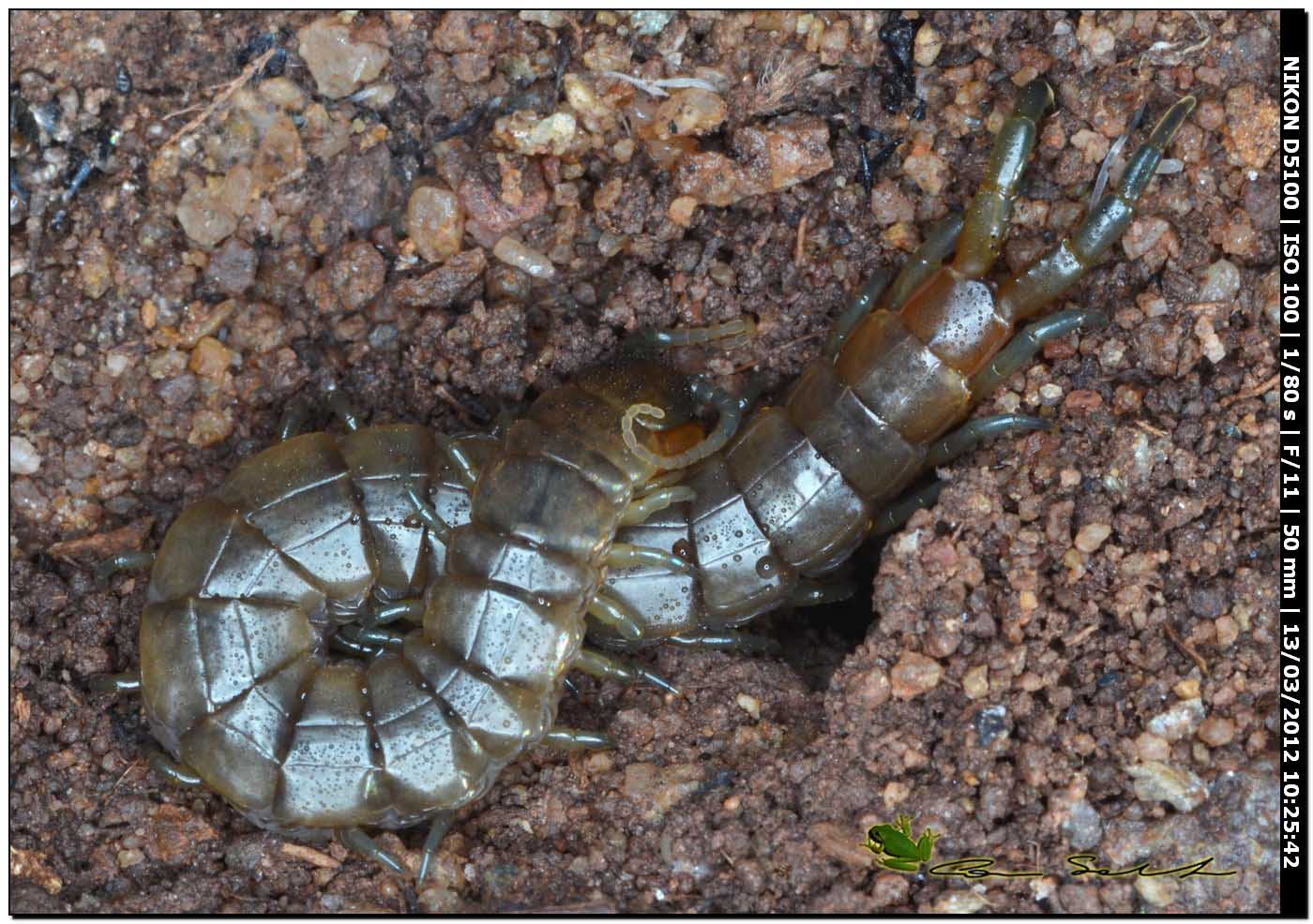 Scolopendra oraniensis da Porto Ferro