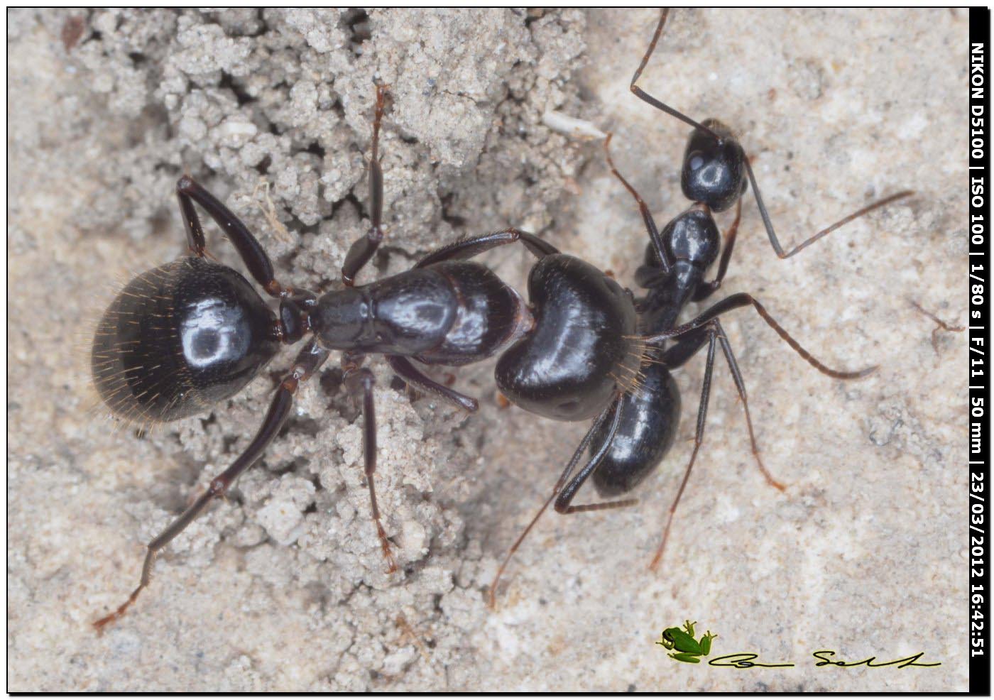 Camponotus aethiops