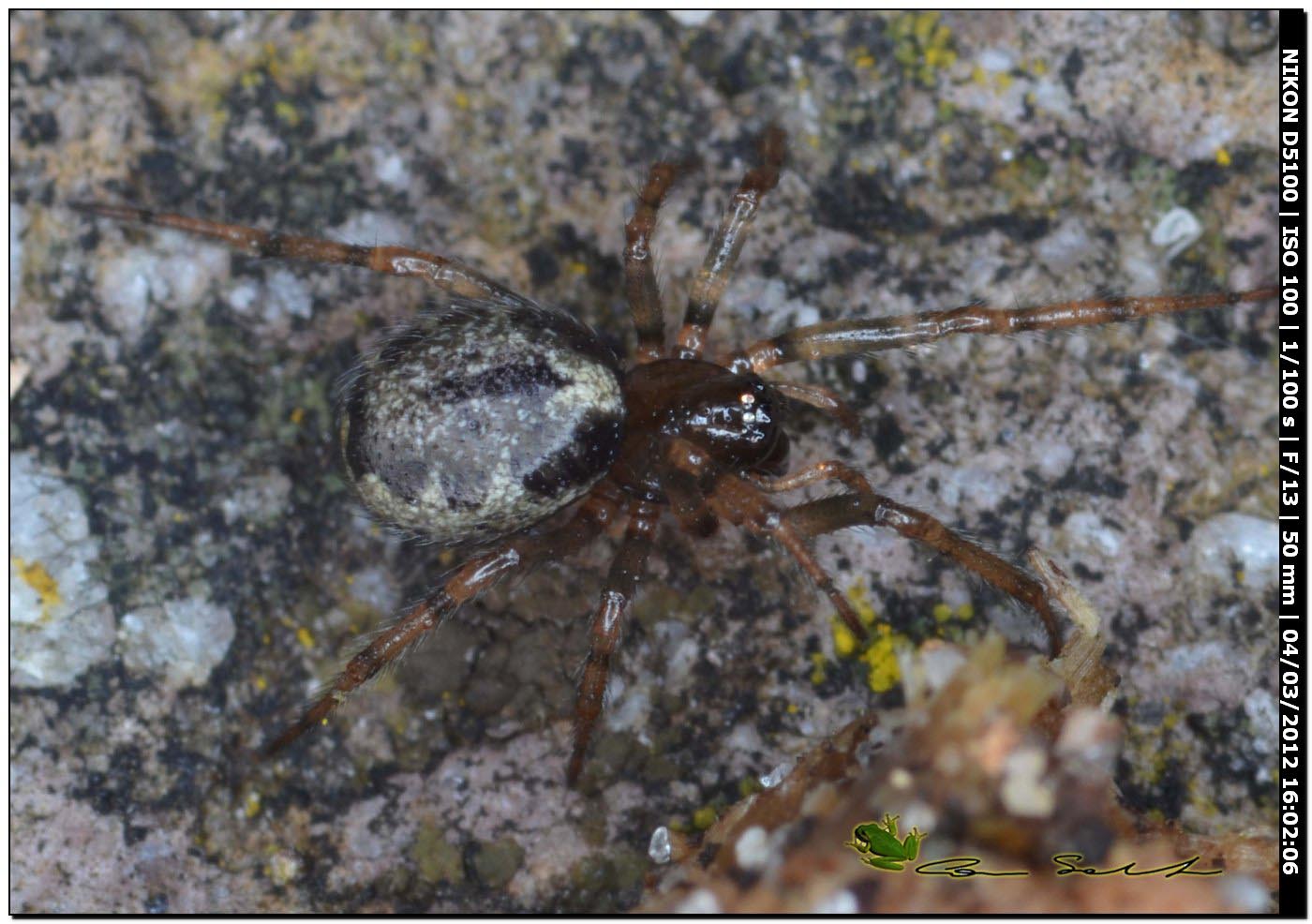 Enoplognatha cf. mandibularis