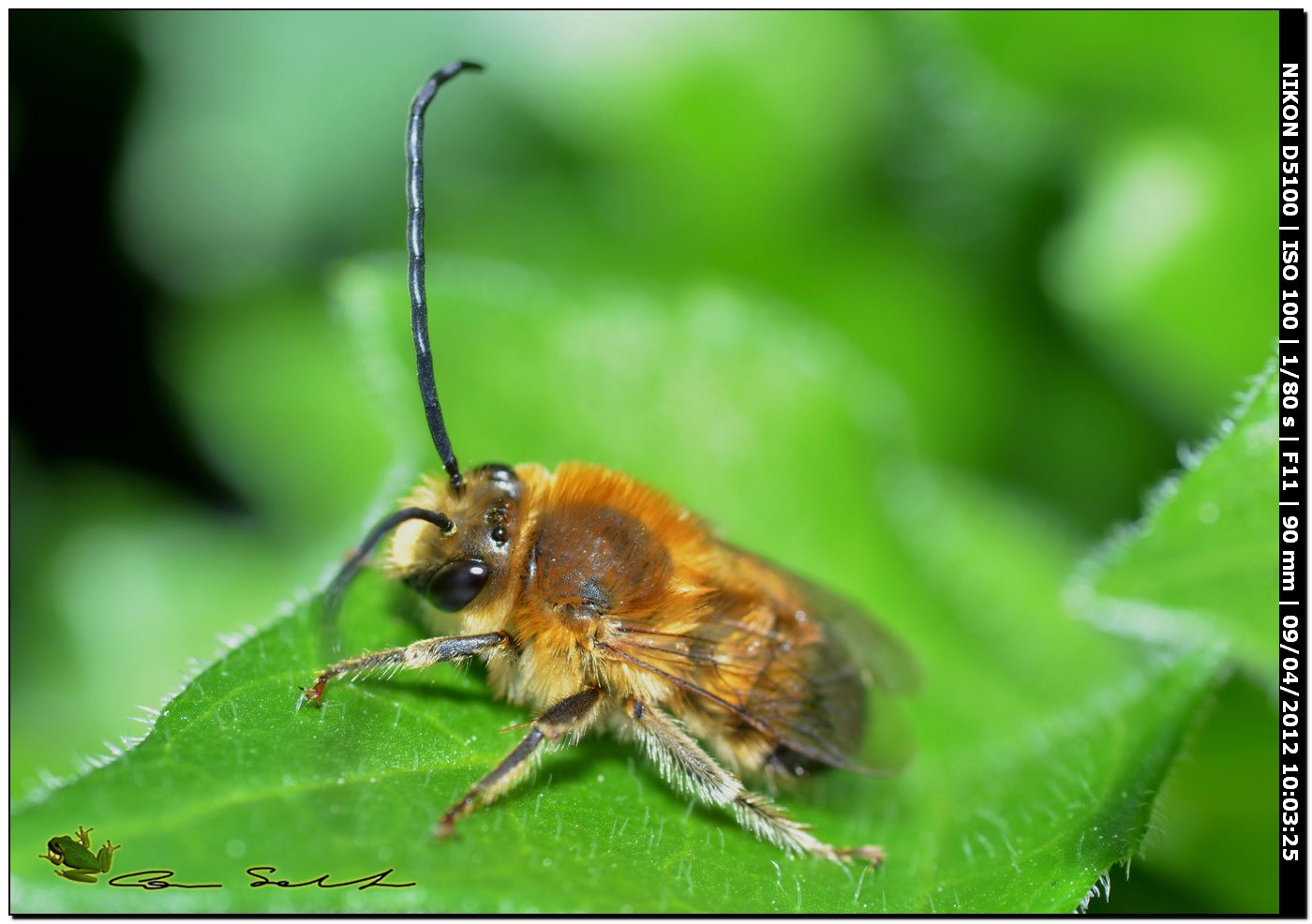 Da Usini maschio di Eucera cfr nigrilabris