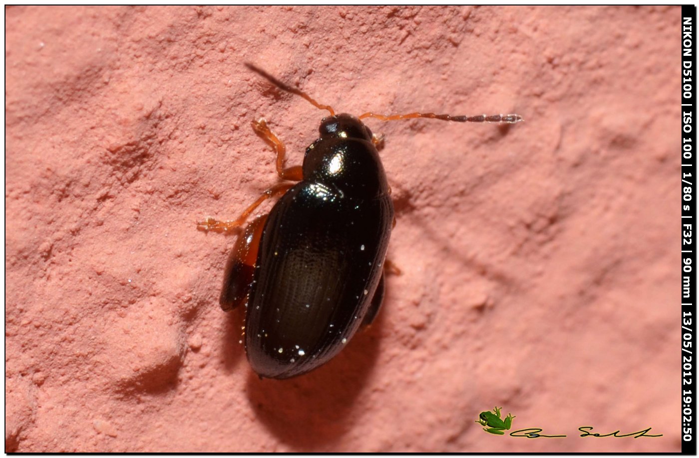 Chrysomelidae Alticinae, genere Psylliodes