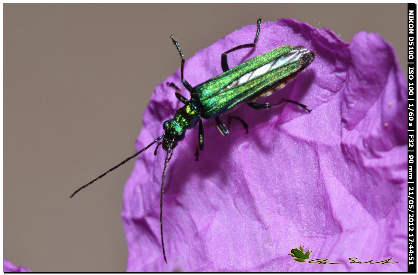 Oedemera nobilis, femmina