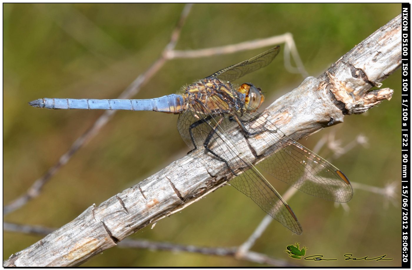 Orthetrum coerulescens anceps ♂