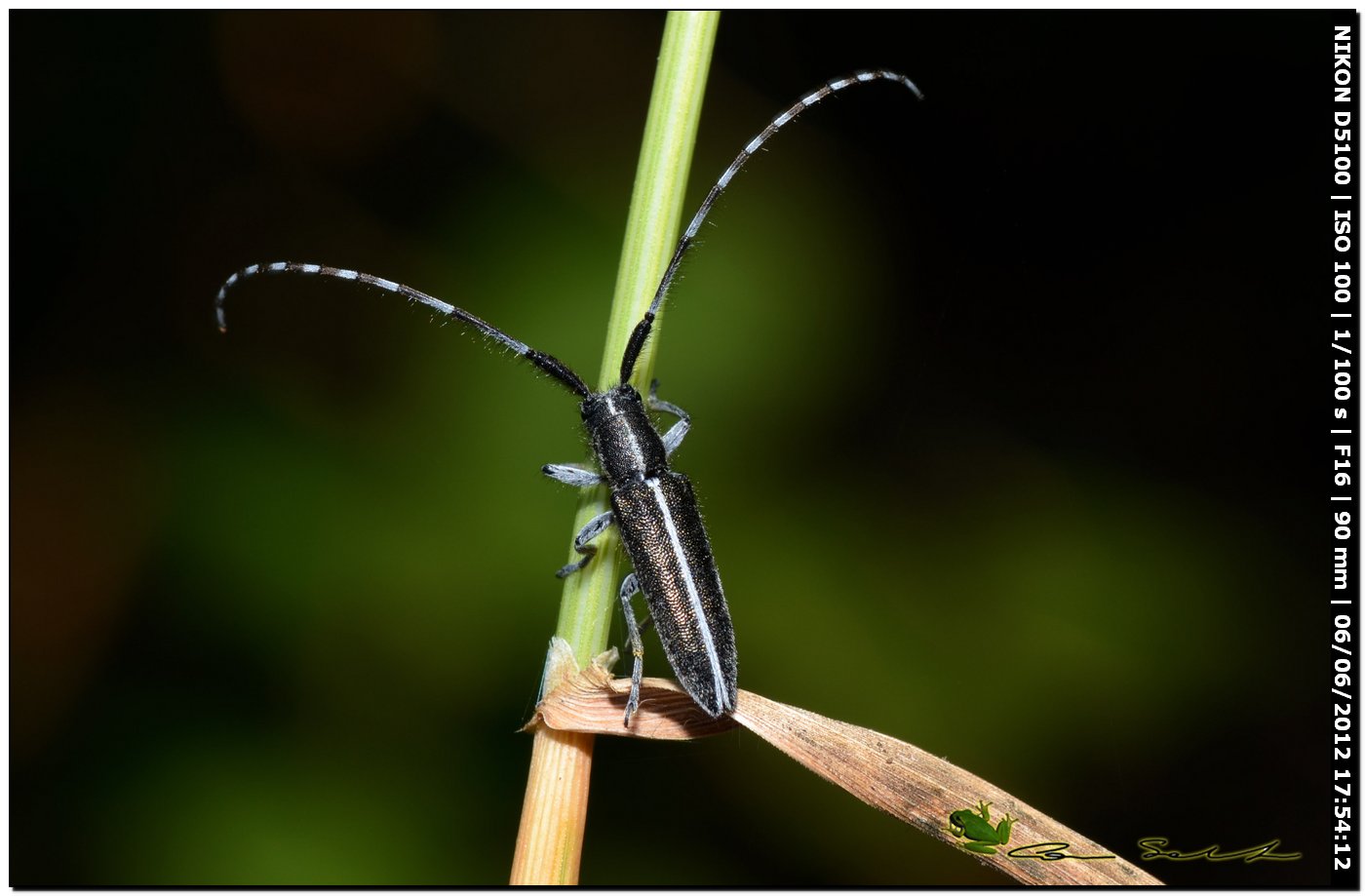 Agapanthia suturalis, Cerambycidae