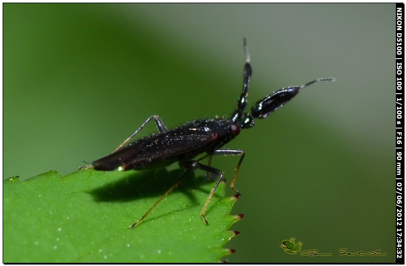 Miridae con strane antenne:  Excentricus planicornis