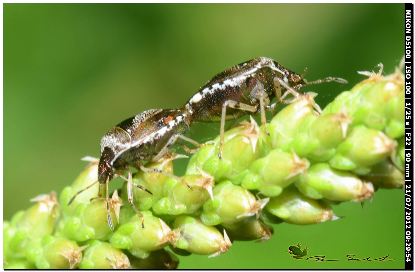 Eysarcoris venustissimus