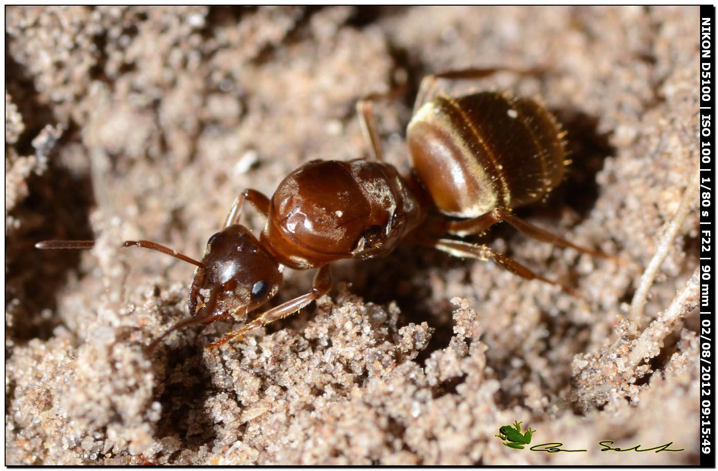 Formica regina fondatrice: forse Lasius sp.