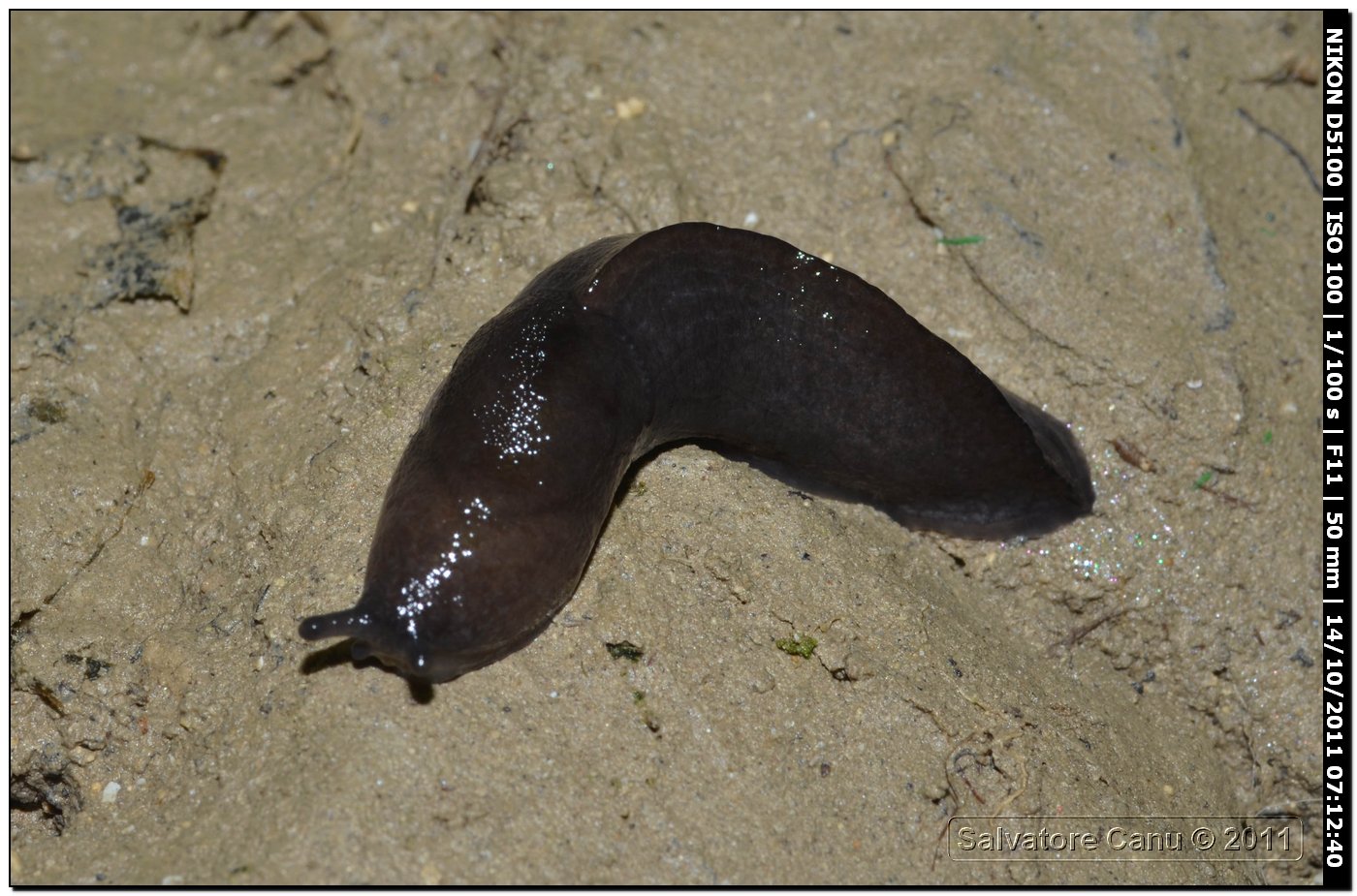 Milacide  Milax cf nigricans