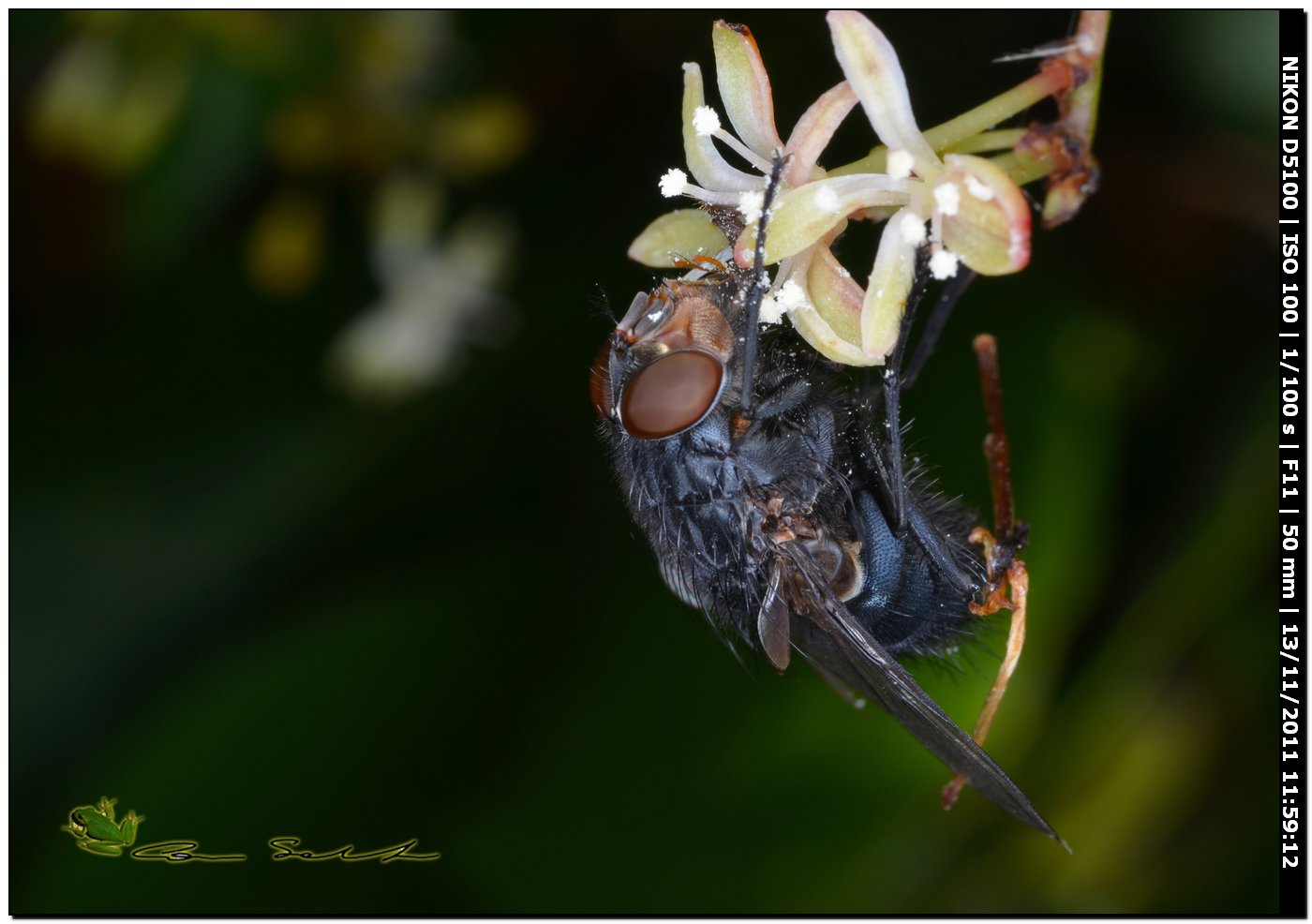 Calliphora vicina