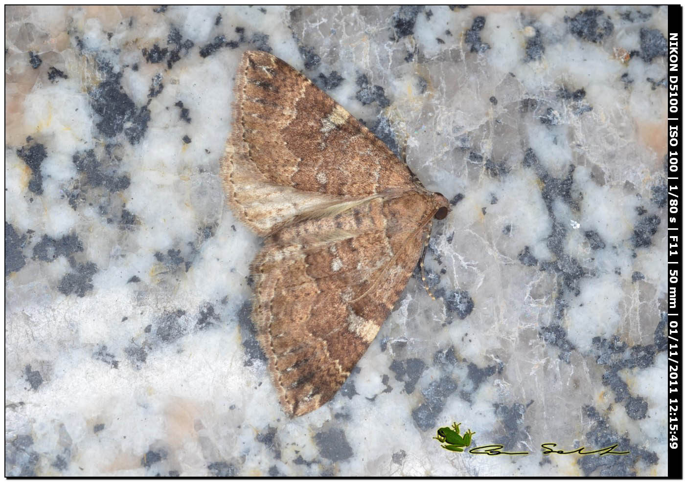 Geometridae da id. - Larentia malvata