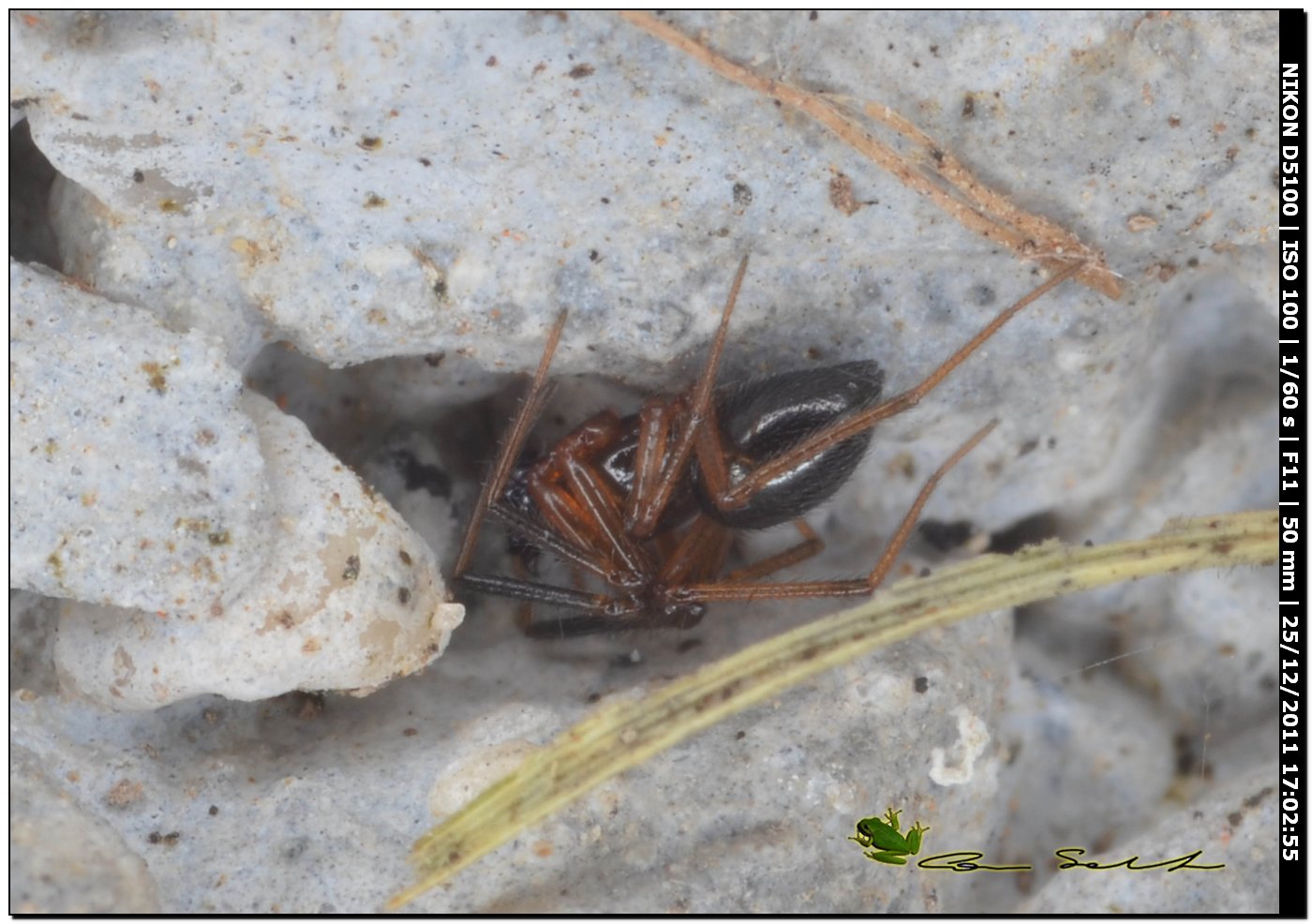 Neriene clathrata?, maschio