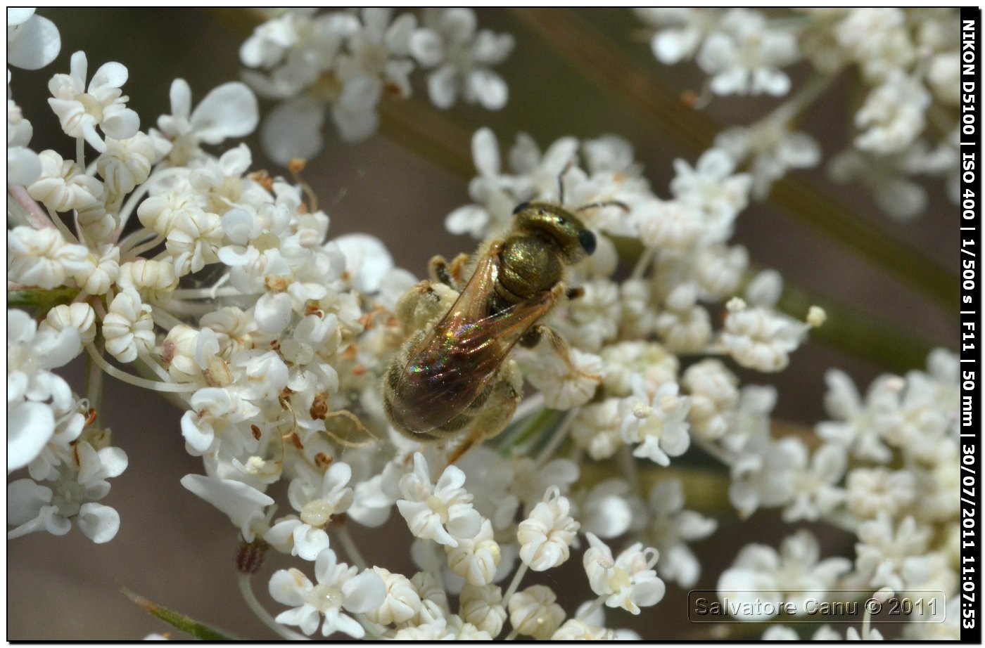 Halictus (seladonia) sp.