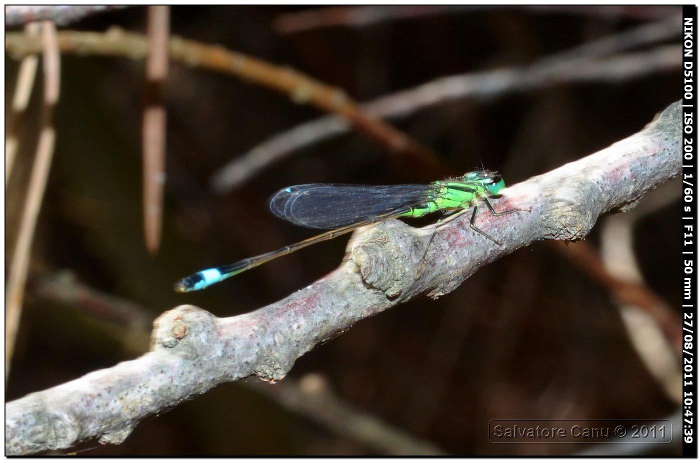 Ischinura genei ♂