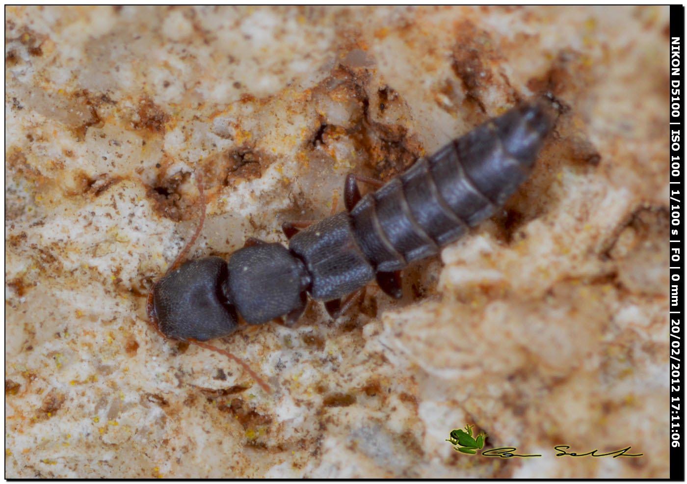 Staphylinidae da Usini