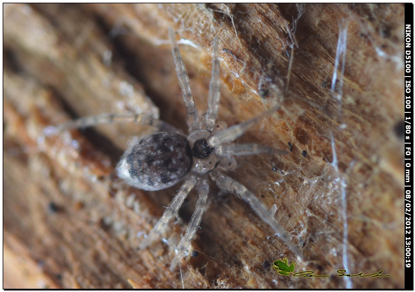 Oecobius sp.