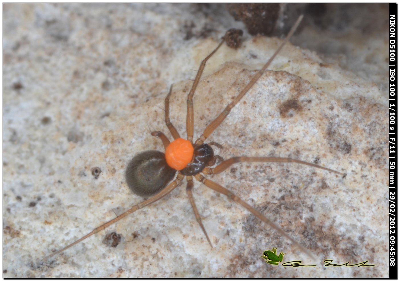 Acaro (gruppo Parasitengona) parassita di un ragno