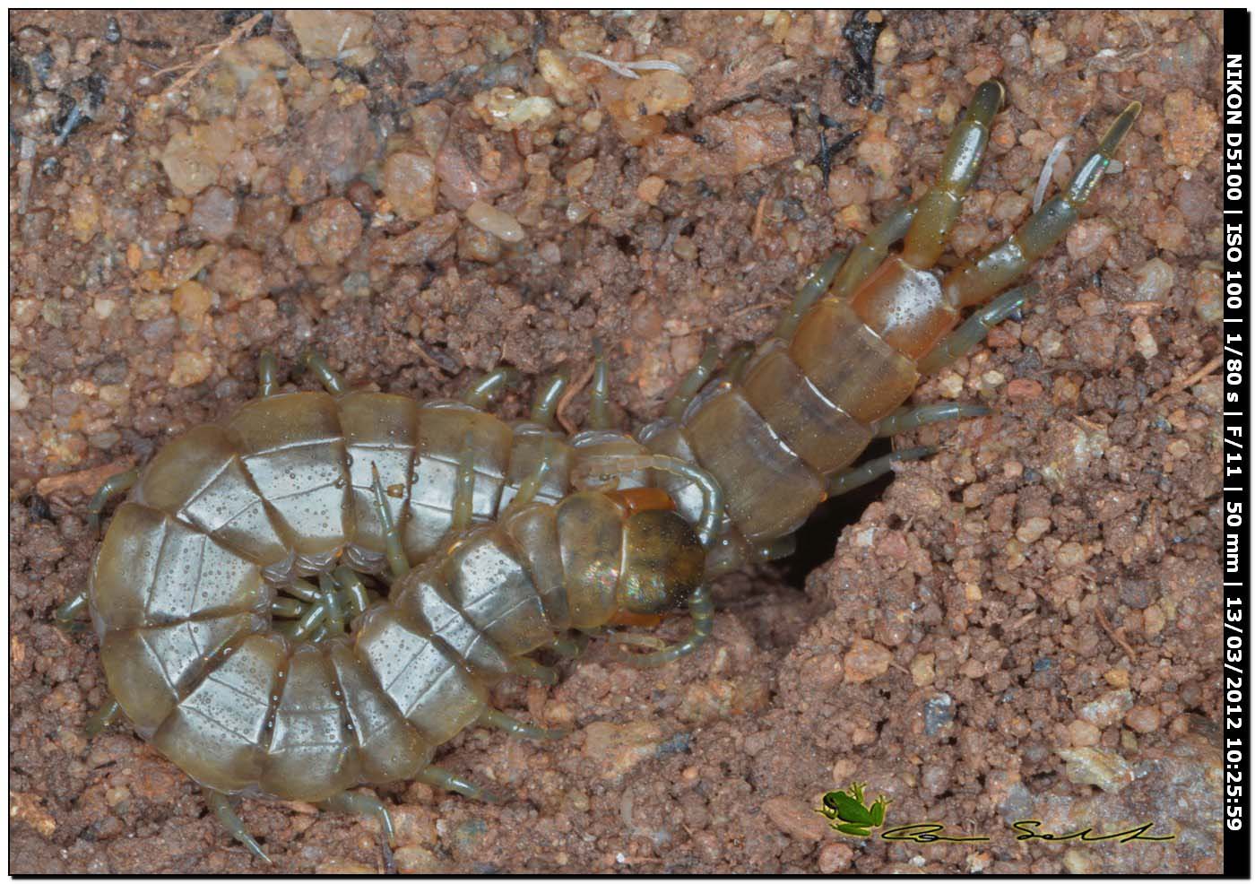 Scolopendra oraniensis da Porto Ferro