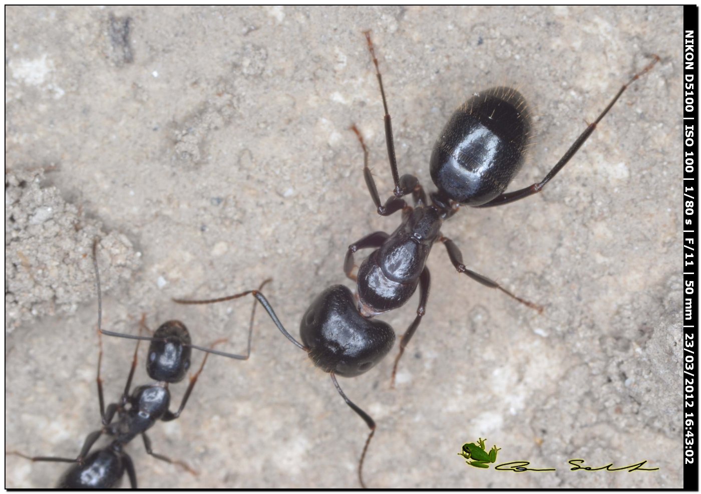 Camponotus aethiops