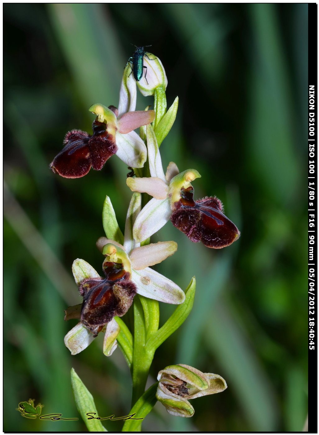 Orchidea selvatica? si, Ophrys sphegodes subsp. praecox