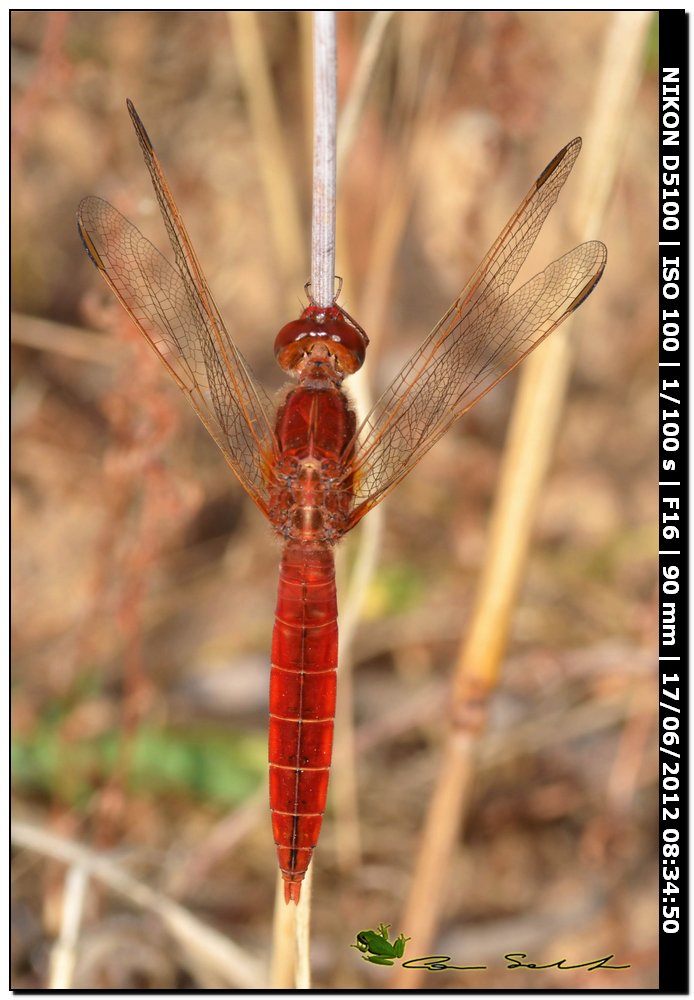 Crocothemis erythraea ♂