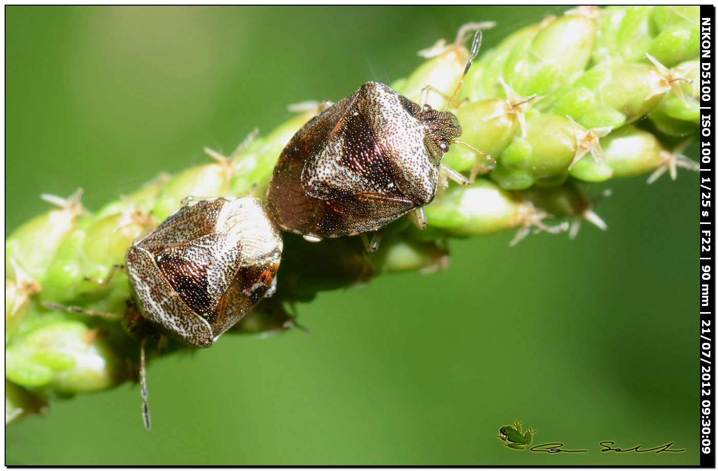 Eysarcoris venustissimus