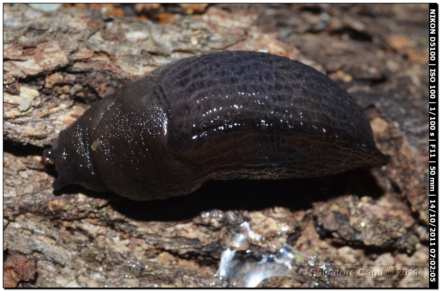 Milacide  Milax cf nigricans