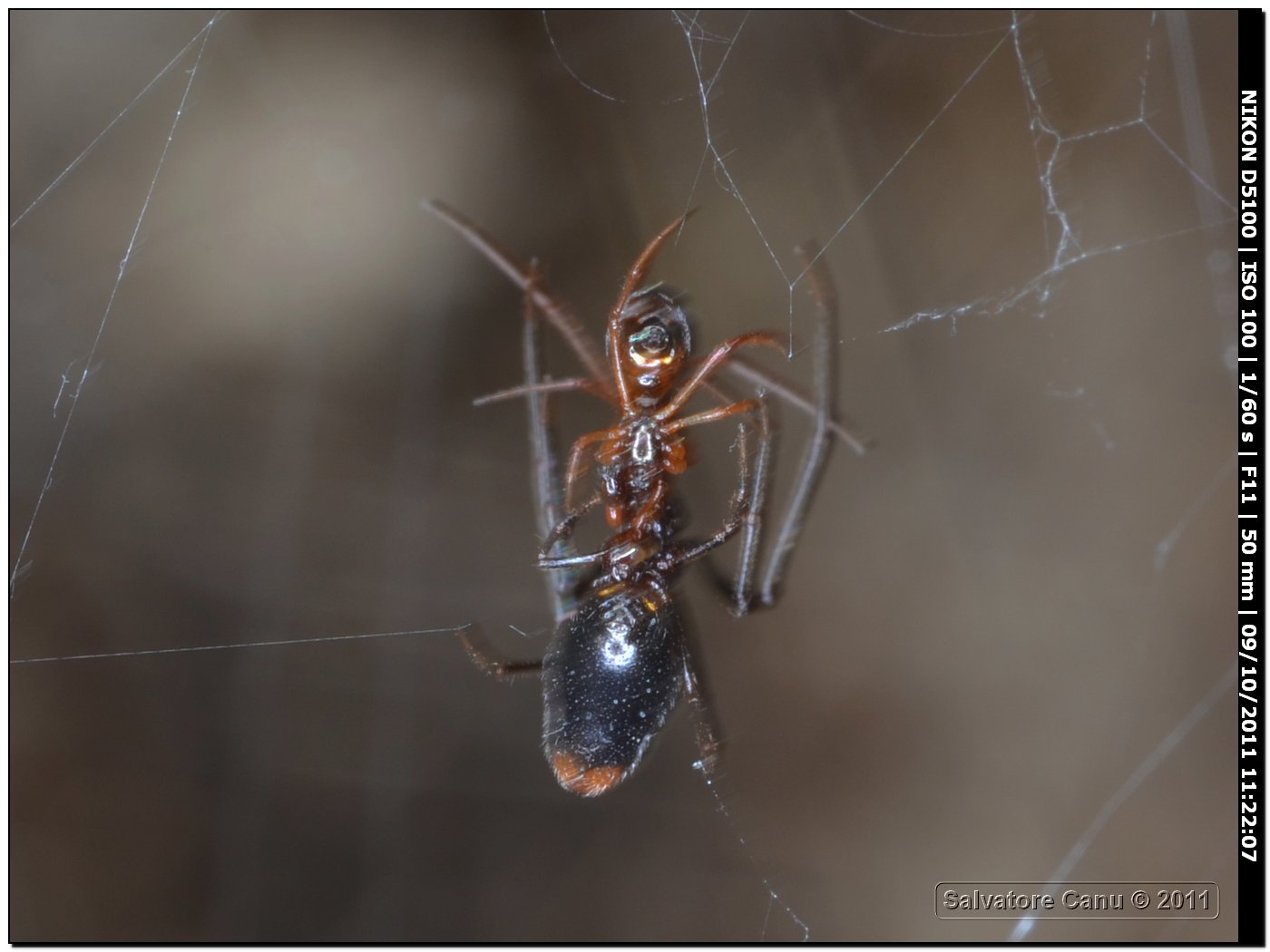 Accoppiamento Argyrodes sp.