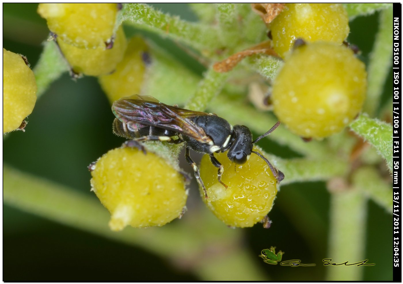 Hylaeus sp. (Apidae Colletinae)