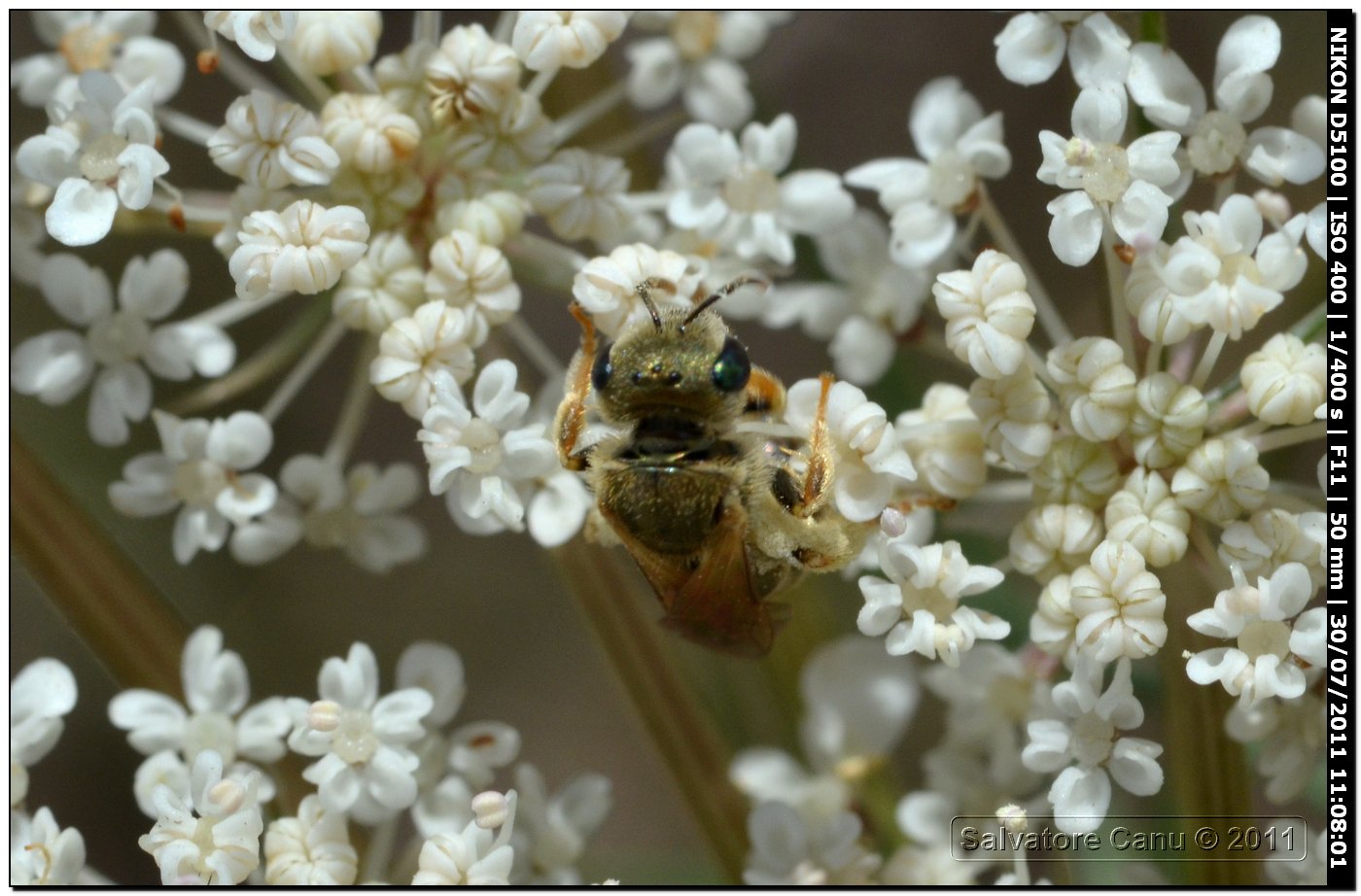 Halictus (seladonia) sp.