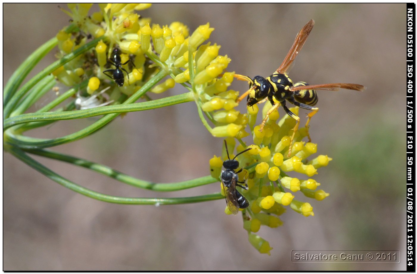 Vari su fiore (Polistes, Camponotus, Lasioglossum)