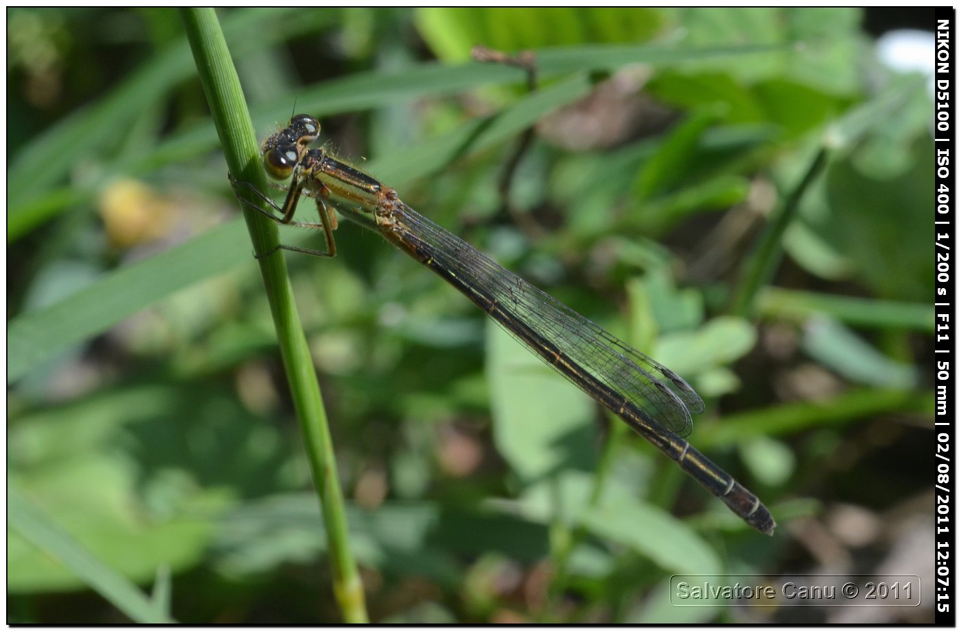 da determinare: Ischnura genei