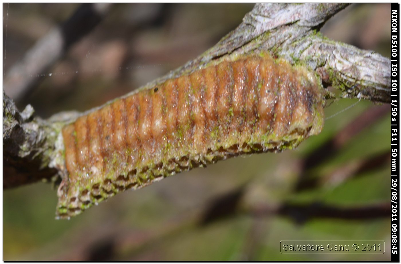 ooteca di Ameles? Probabilmente, di Iris oratoria