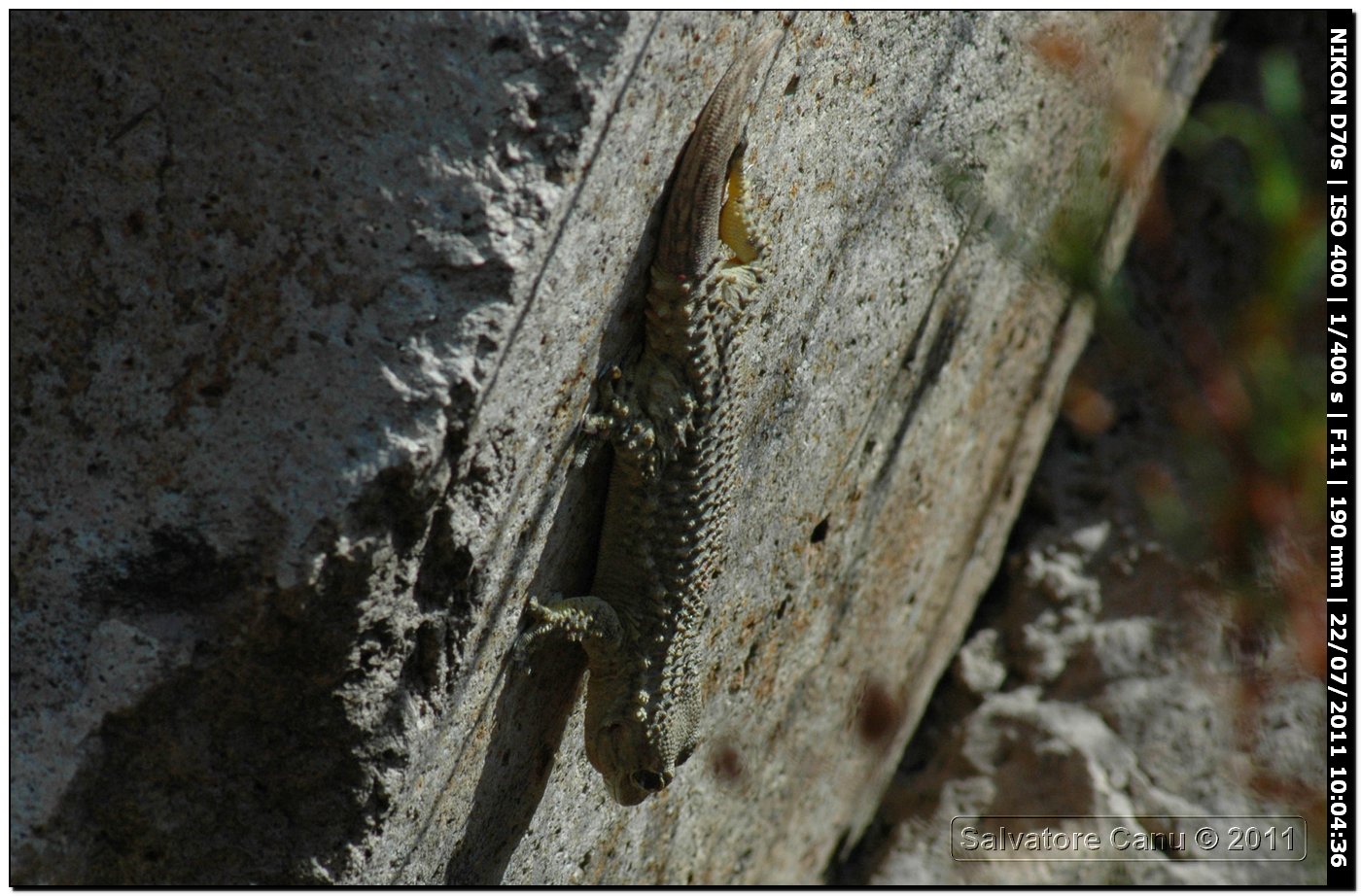 Geco da determinare (Tarentula mauritaunica)