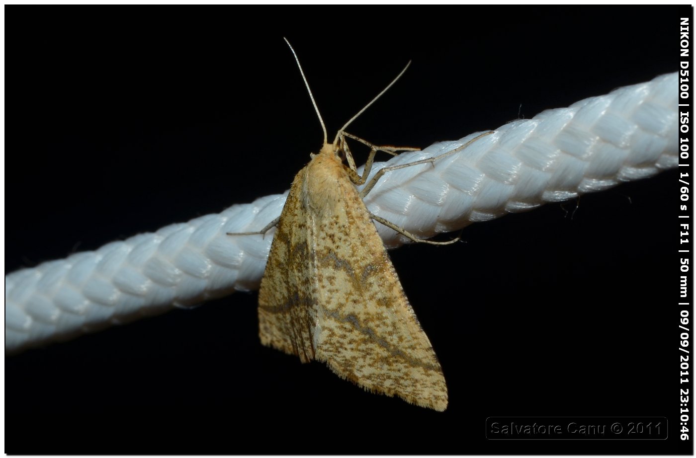 Geometridae da id 3