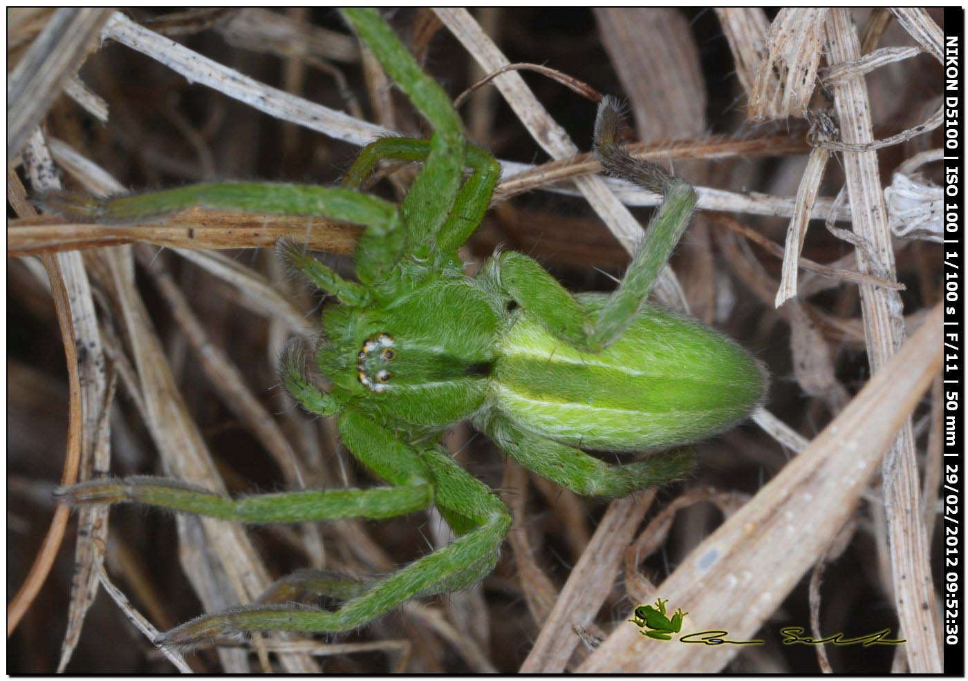 Micrommata ligurina