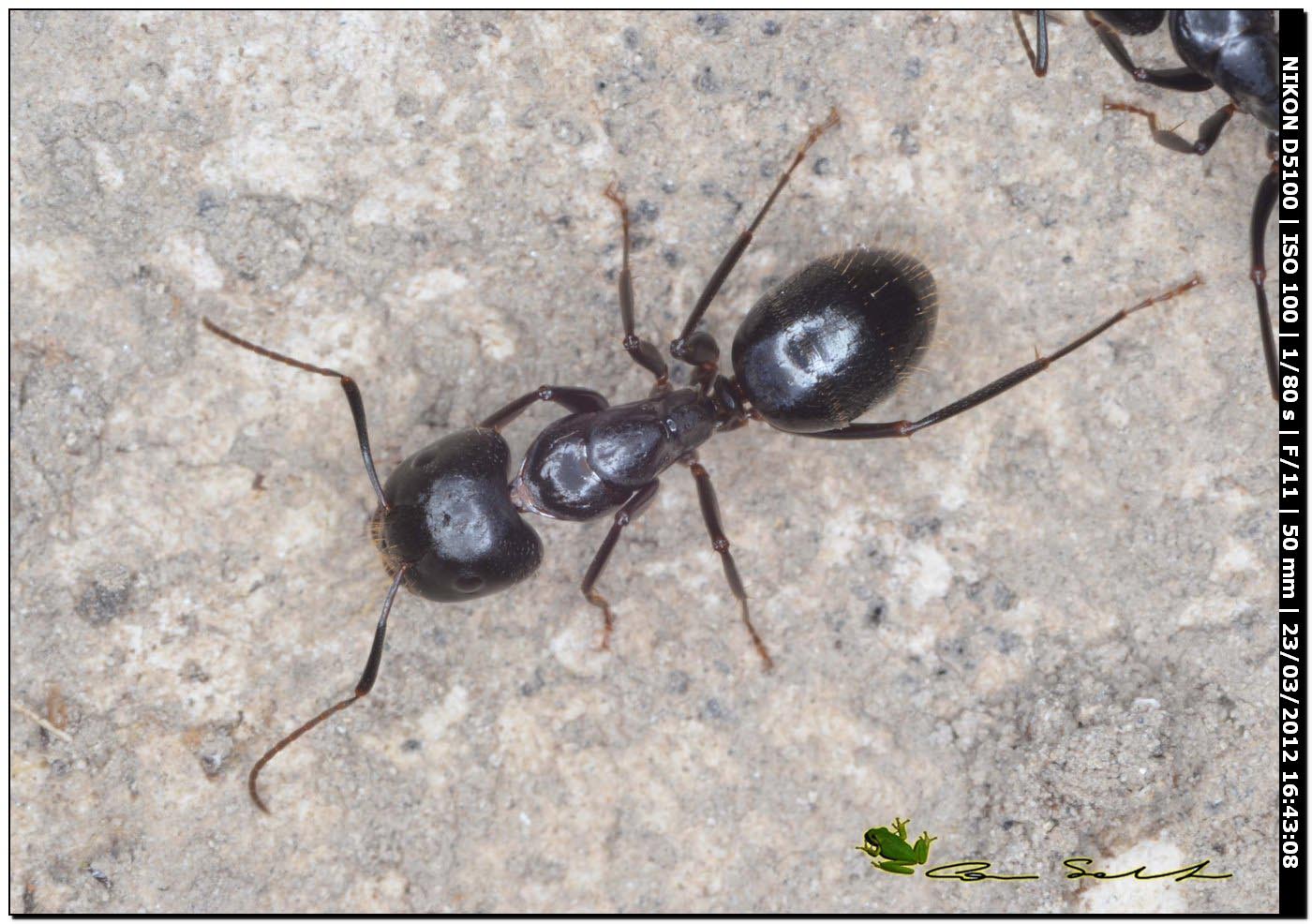 Camponotus aethiops