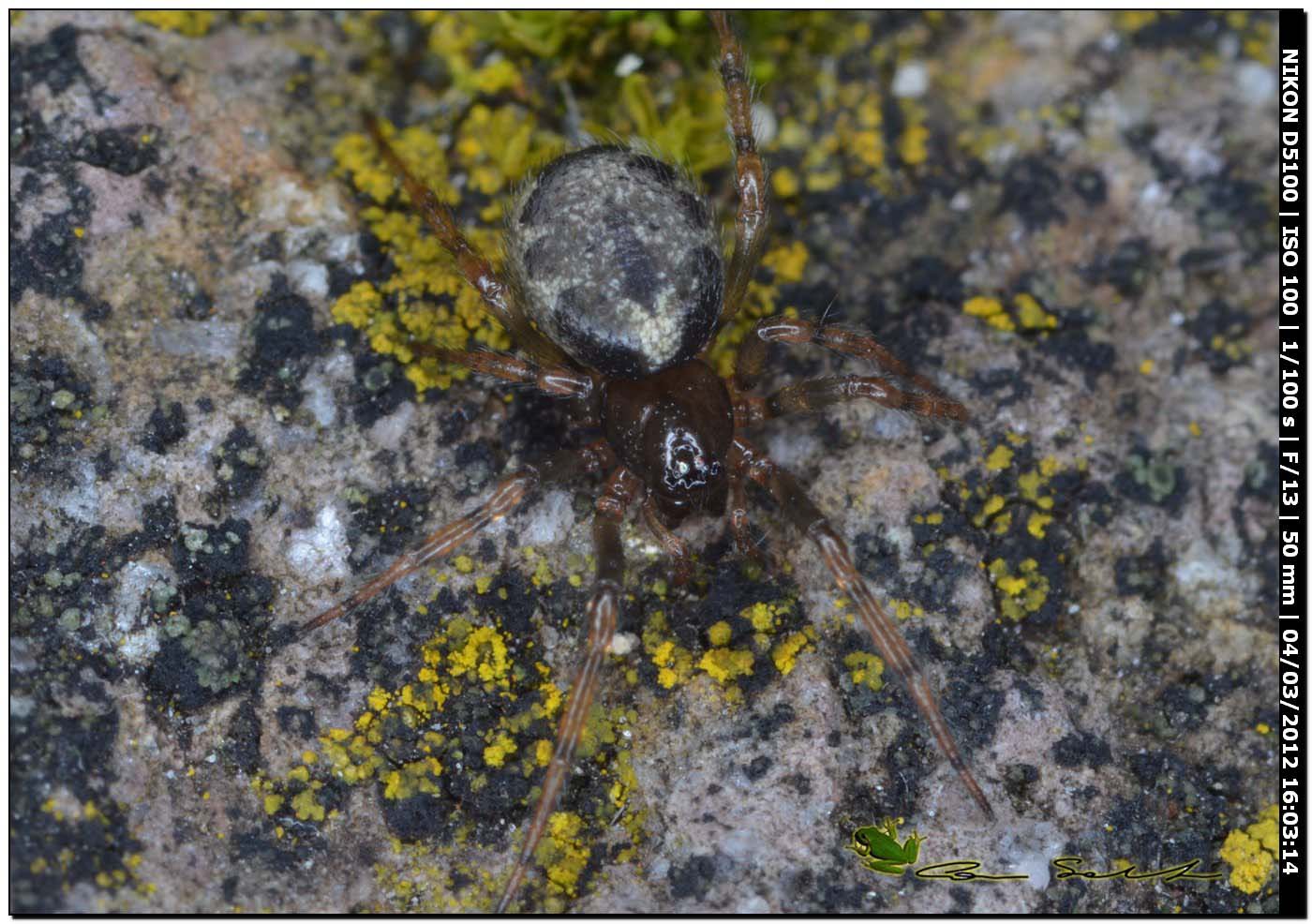 Enoplognatha cf. mandibularis