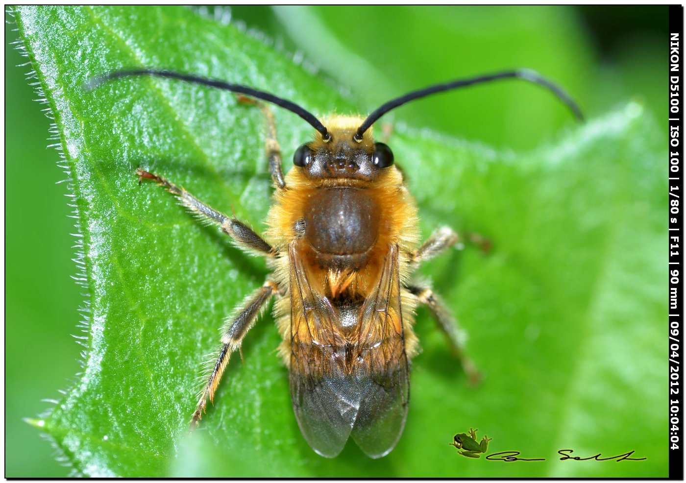 Da Usini maschio di Eucera cfr nigrilabris