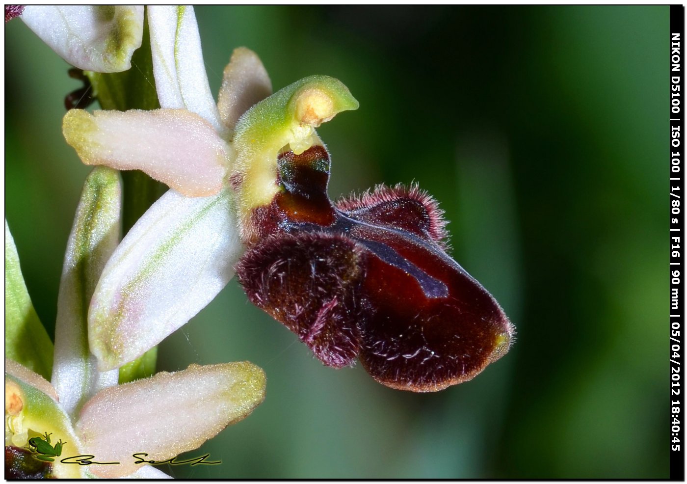 Orchidea selvatica? si, Ophrys sphegodes subsp. praecox