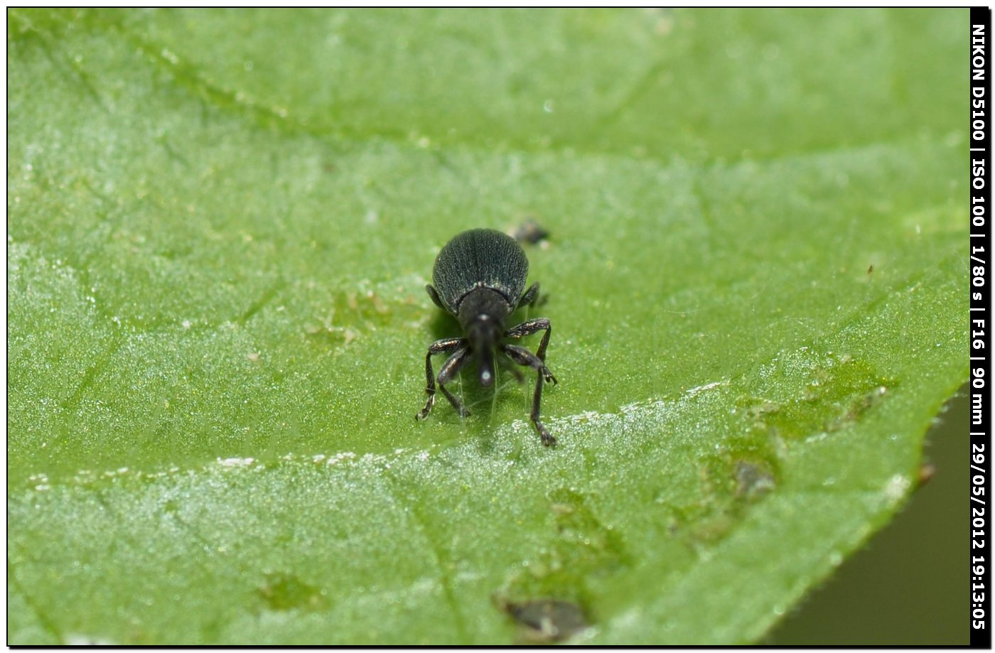 Piccolo Curculionidae. No. Apionidae