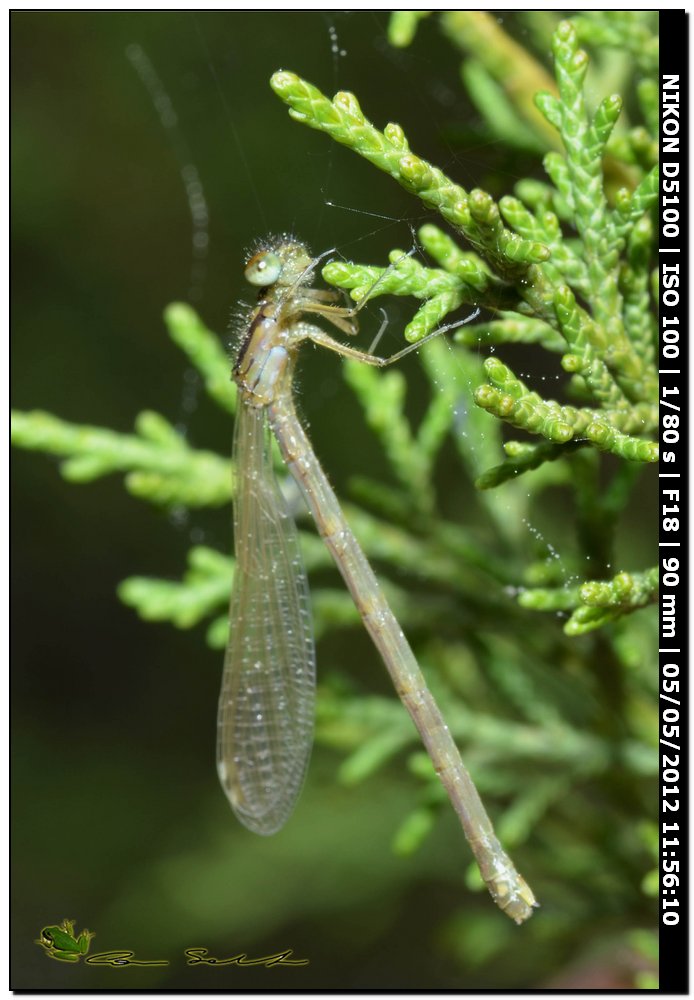 Lestes neosfarfallata