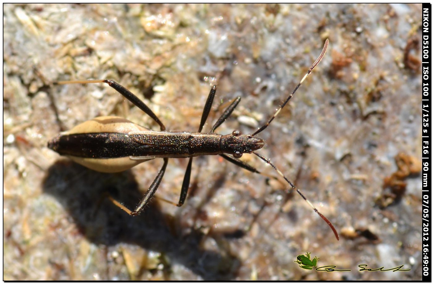 Micrelytra fossularum