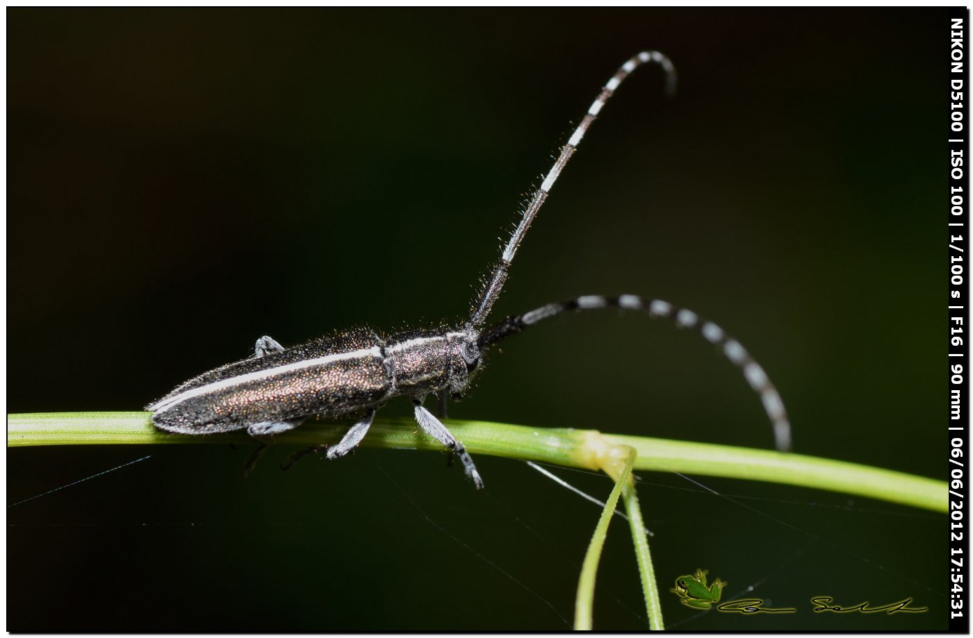 Agapanthia suturalis, Cerambycidae