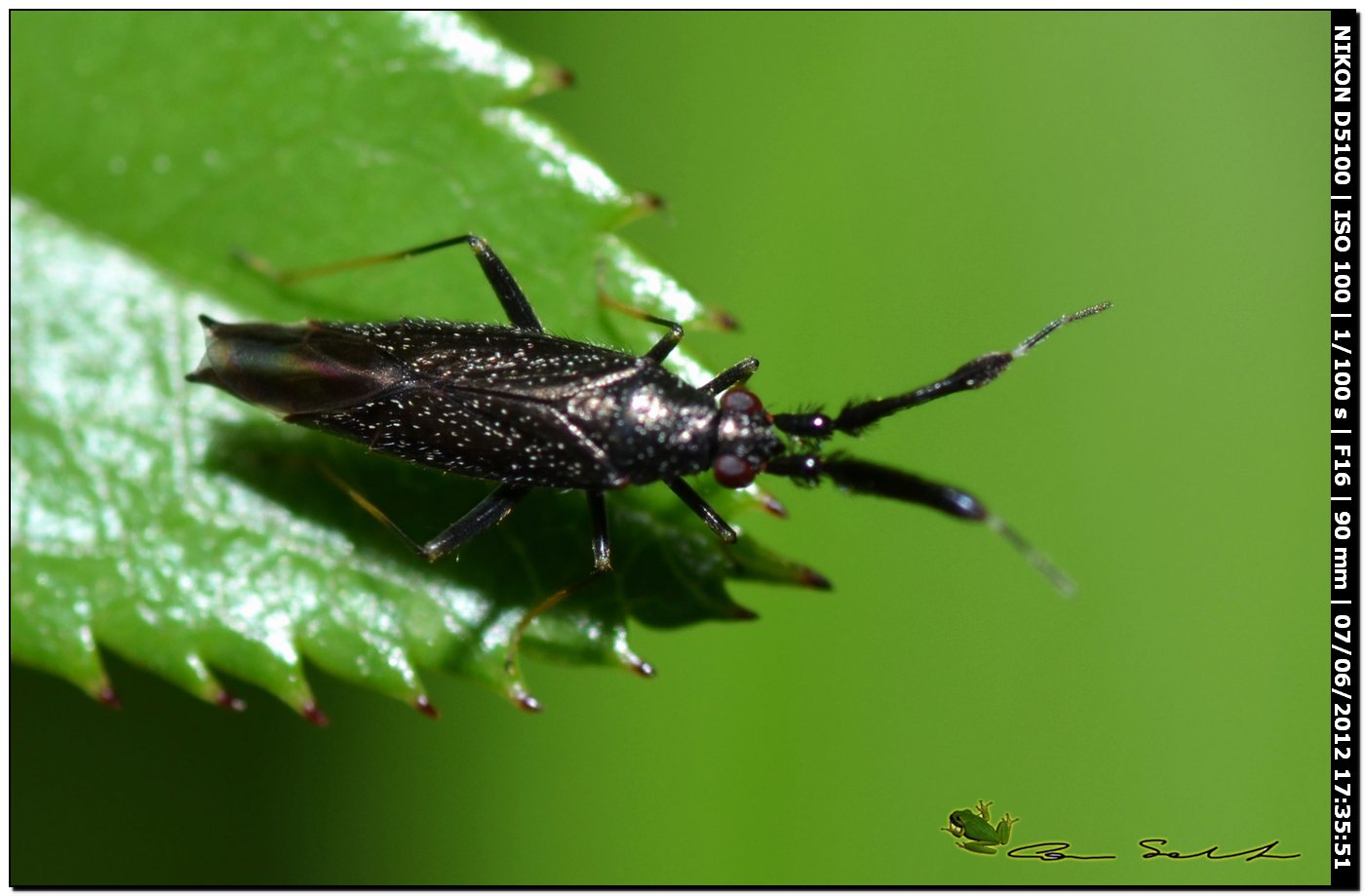 Miridae con strane antenne:  Excentricus planicornis