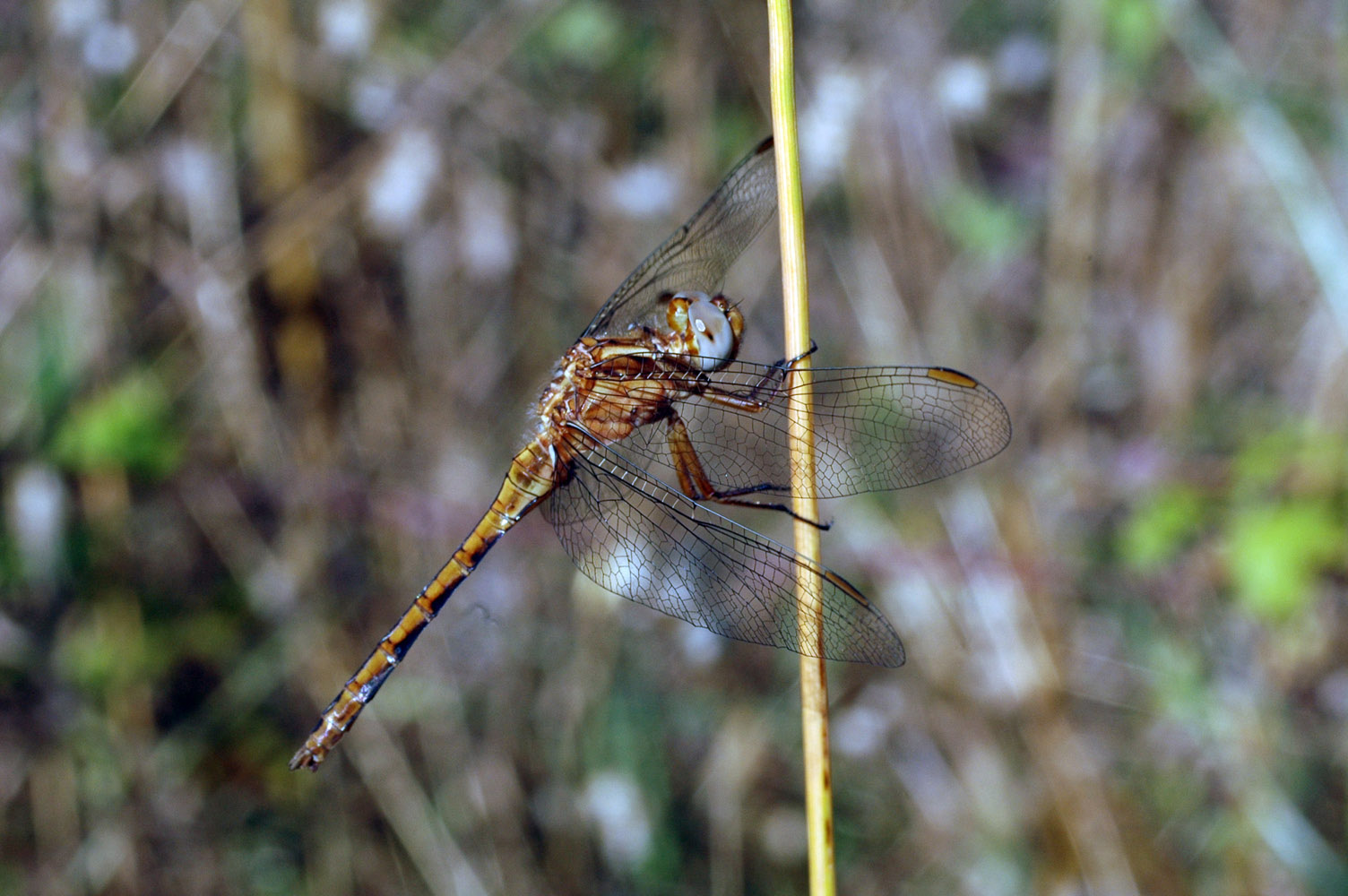 Libellula depressa??