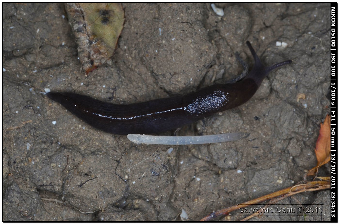 Milacide  Milax cf nigricans