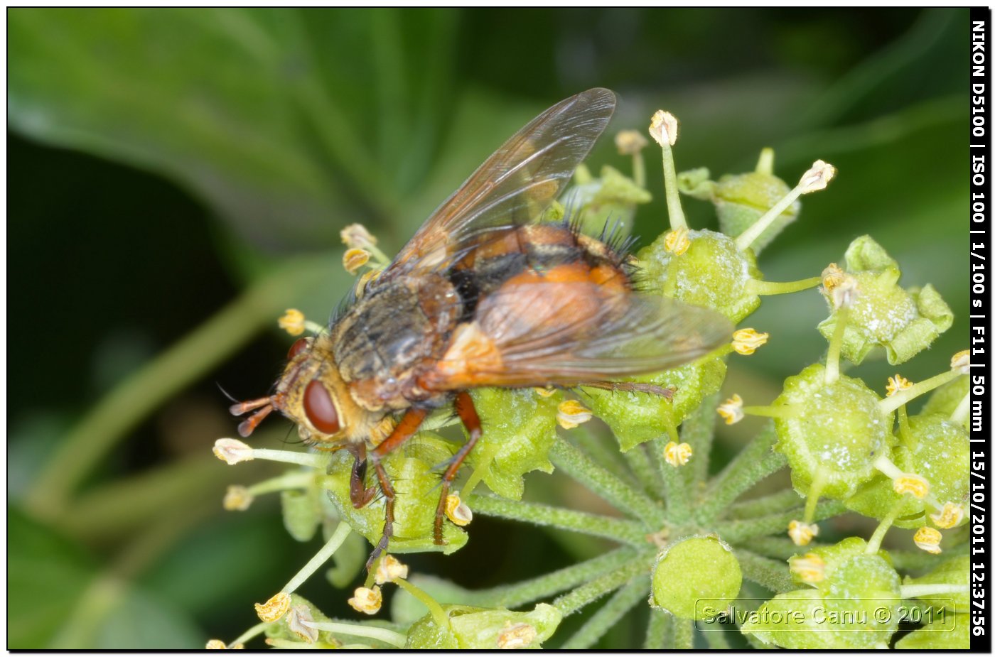 Tachinidae da determinare