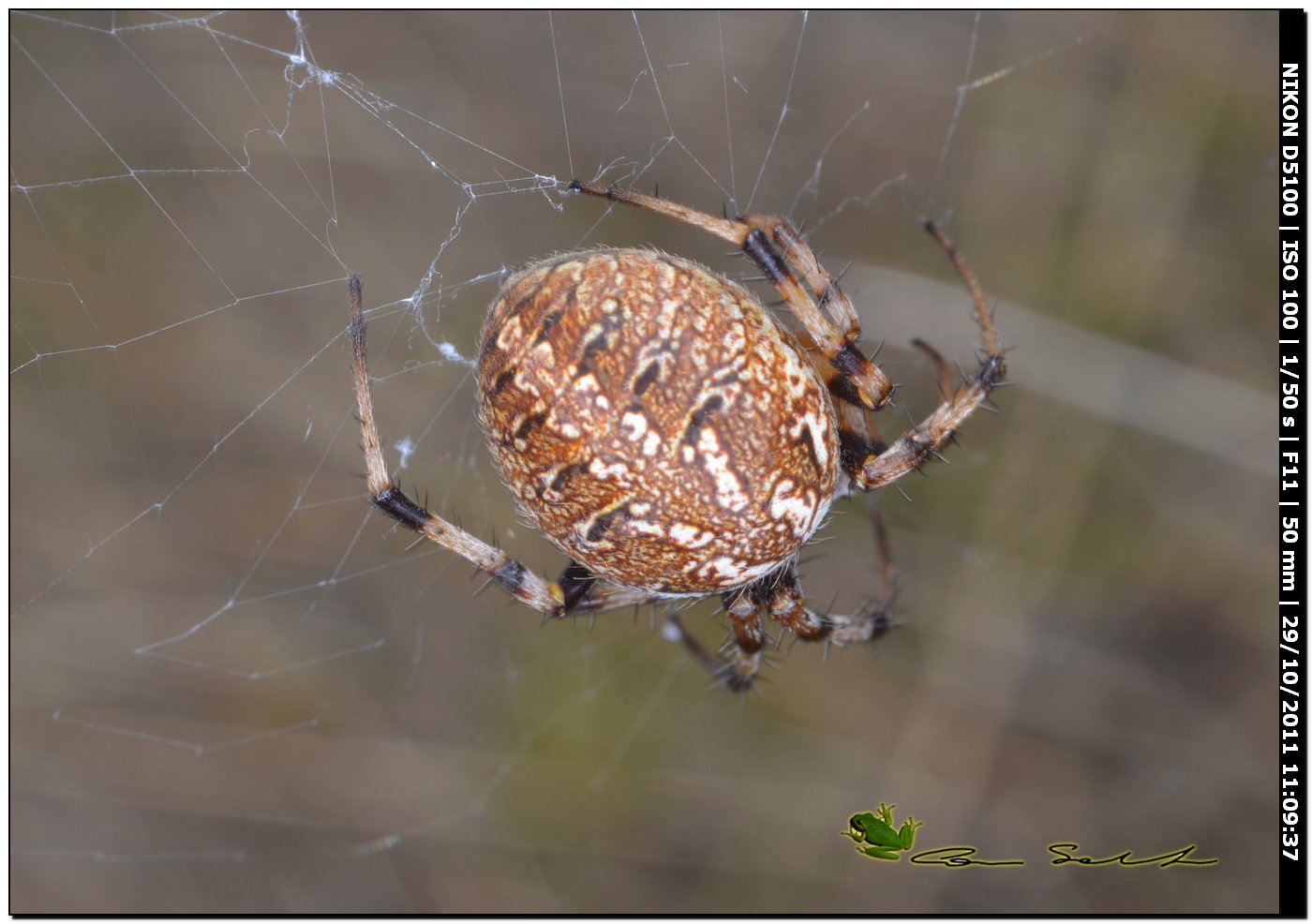 Neoscona byzanthina