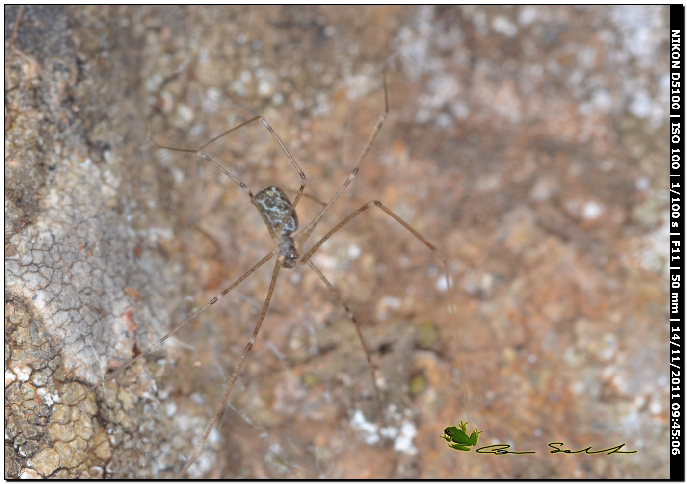 Linyphiidae?? No. Holochnemus pluchei