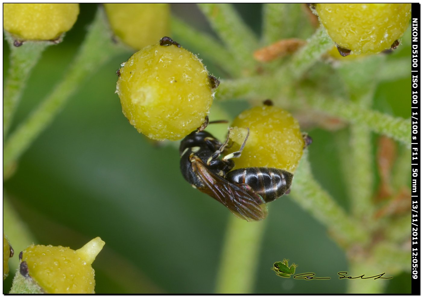 Hylaeus sp. (Apidae Colletinae)